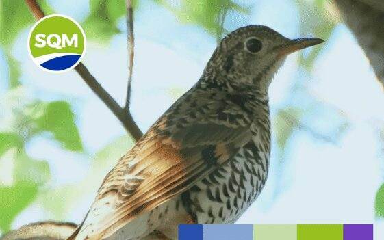 Protocolo Relacionamiento Comunitario TEA