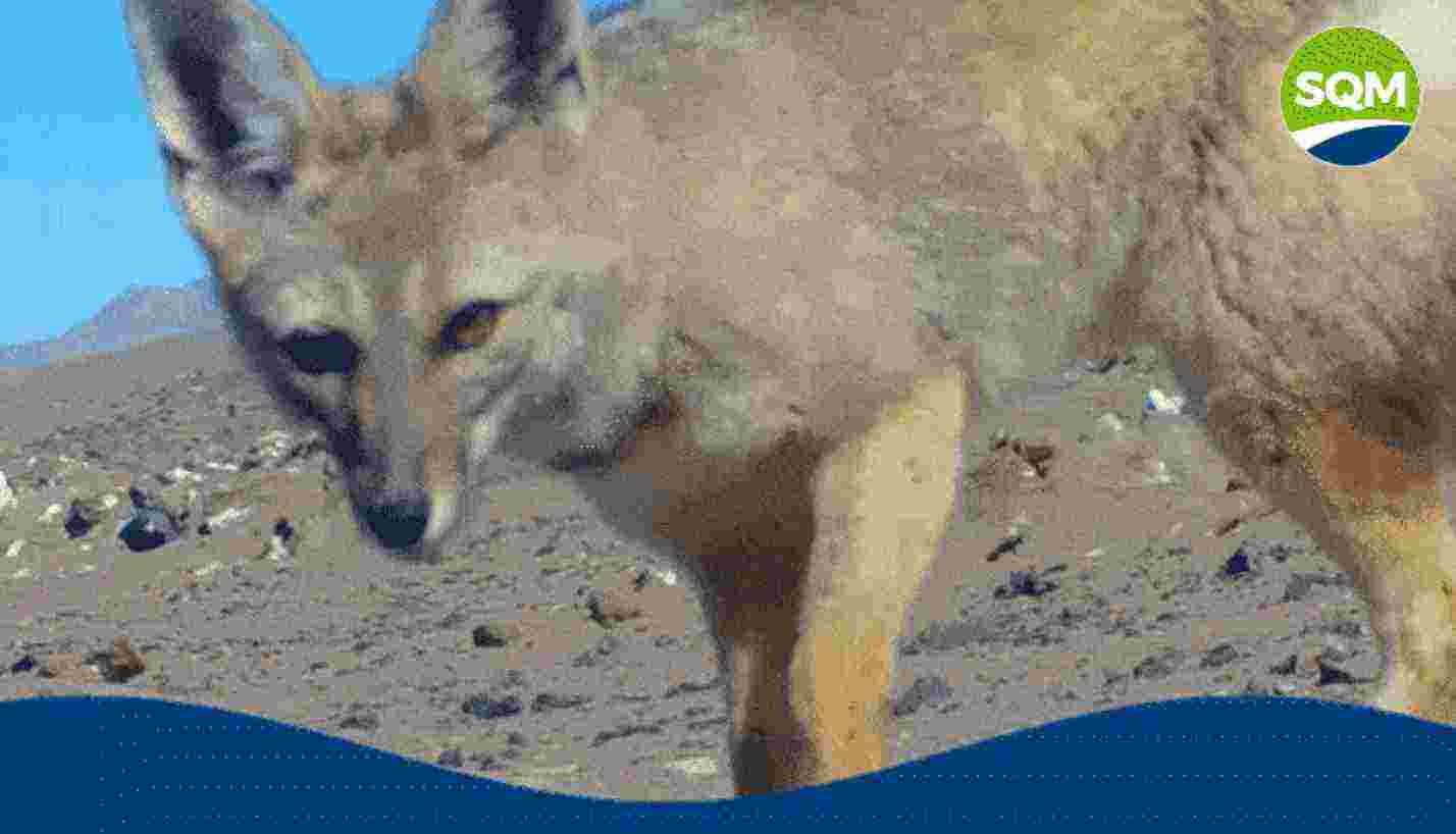  Proyecto Orcoma y TEA: Animales Silvestres 2025