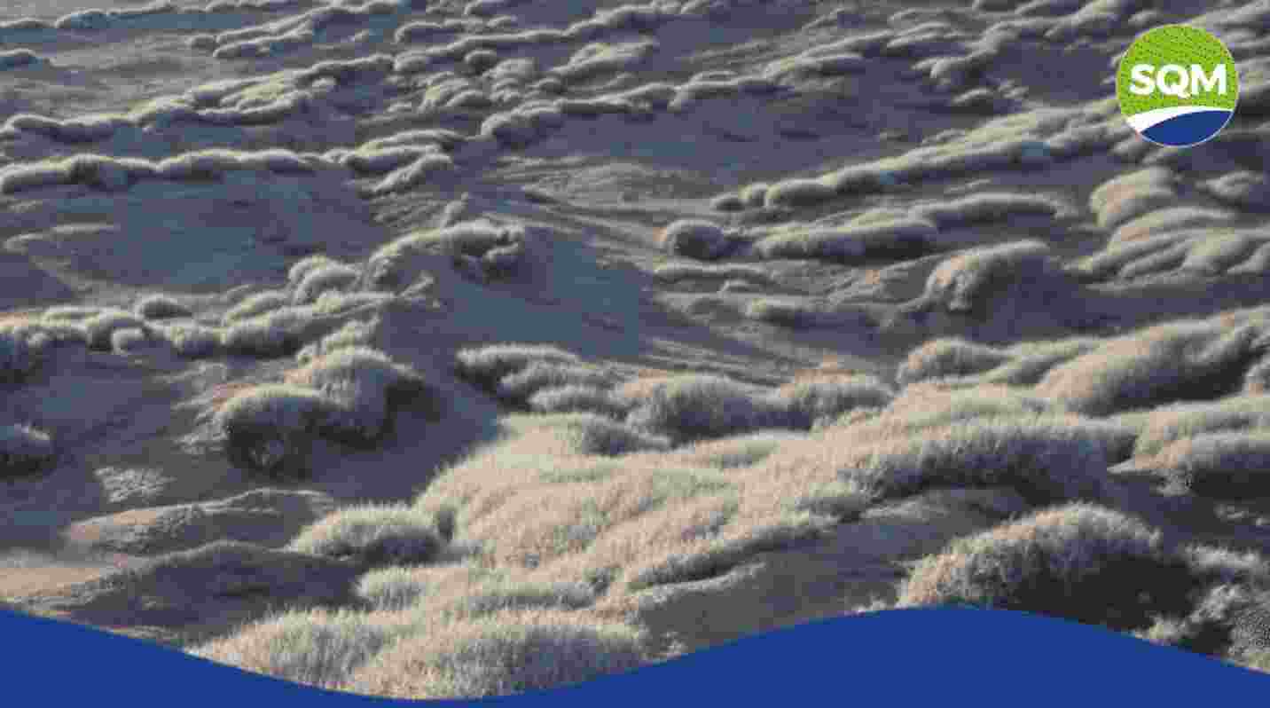 Proyecto Orcoma y TEA: Flora y Vegetación 2025