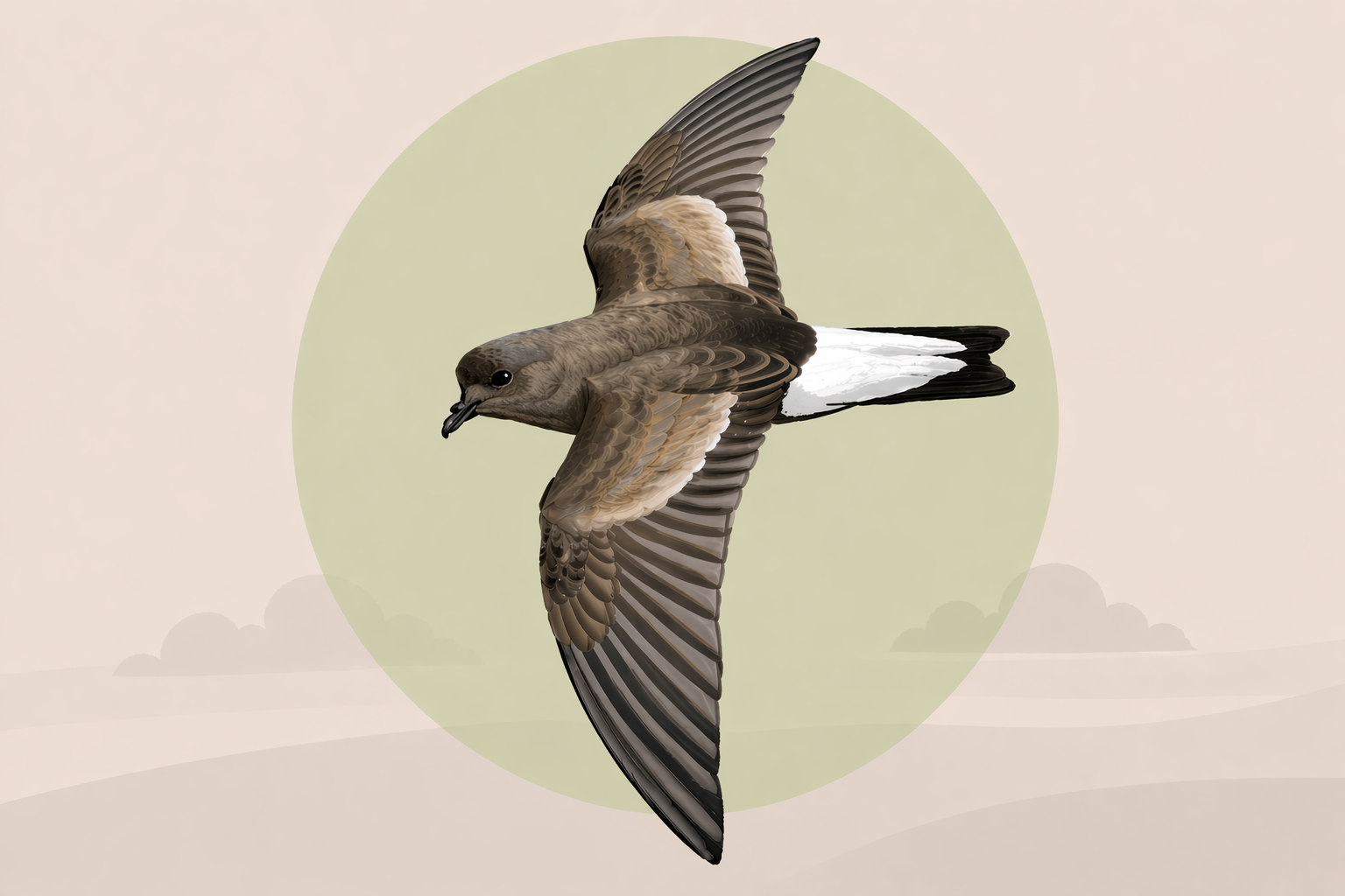 Procedimiento de Manejo de Golondrina